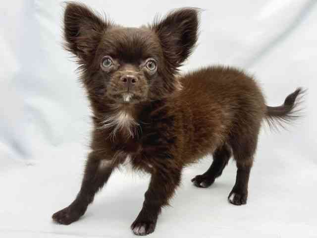 大阪府のハーフ犬・ミックス犬 (ひごペットフレンドリーイトーヨーカドー津久野店/2025年6月29日生まれ/女の子/チョコレート)の子犬の2枚目の画像