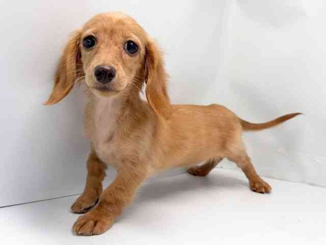 京都府のミニチュアダックスフンド(ロング) (ひごペットフレンドリー洛北阪急スクエア店/2025年6月28日生まれ/女の子/クリアレッド)の子犬の2枚目の画像