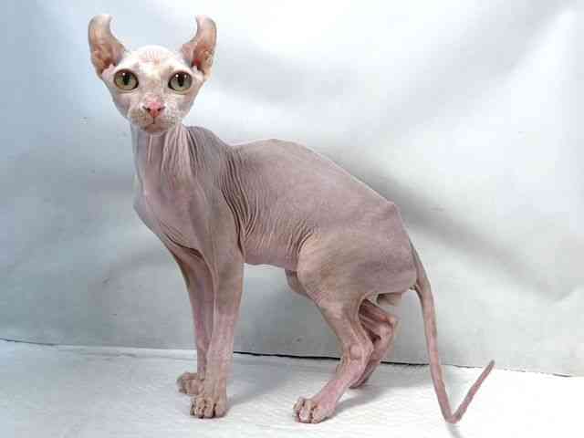 大阪府のドゥエルフ (ひごペットフレンドリー堺プラットプラット店/2025年6月14日生まれ/男の子/ライラック)の子猫の2枚目の画像