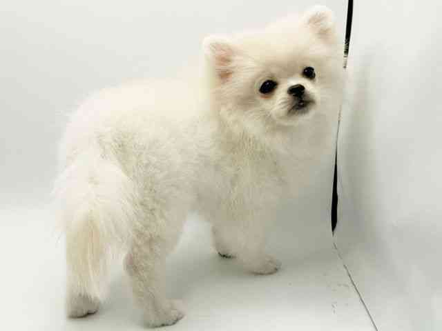 大阪府のペキポメ/ポメペキ(ペキニーズ×ポメラニアン) (ひごペットフレンドリーみのおキューズモール店/2025年6月30日生まれ/女の子/ホワイト)の子犬の2枚目の画像