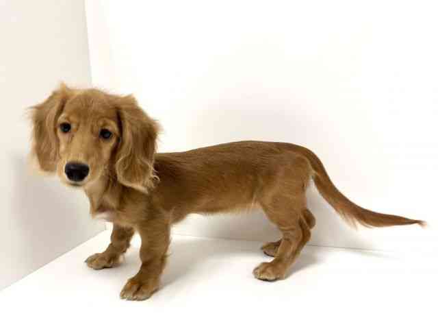 愛知県のミニチュアダックスフンド(ロング) (ひごペットフレンドリーヴィアモール アピタ江南西店/2025年6月30日生まれ/女の子/クリアレッド)の子犬の2枚目の画像