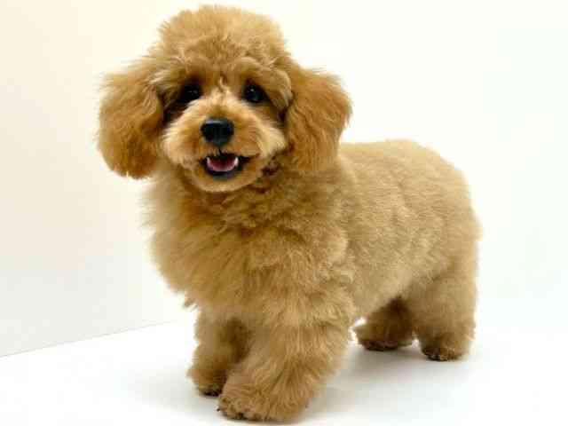 兵庫県のトイプードル(トイ) (ひごペットフレンドリーブルメールHAT神戸店/2025年6月28日生まれ/女の子/レッド)の子犬の2枚目の画像