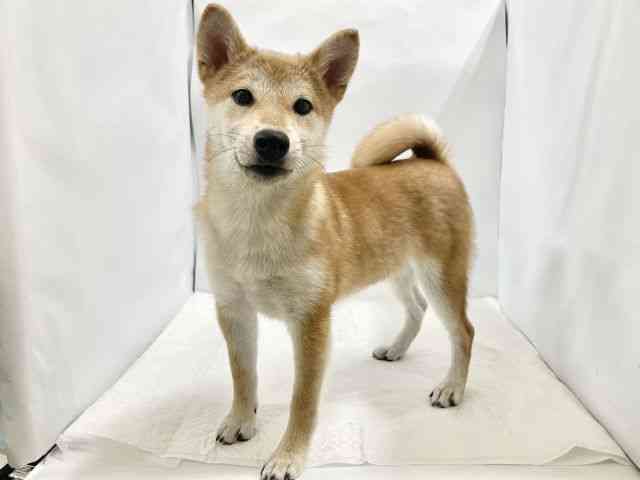 高知県の柴犬(標準サイズ) (ひごペットフレンドリーイオンモール高知店/2025年7月1日生まれ/女の子/赤)の子犬の2枚目の画像