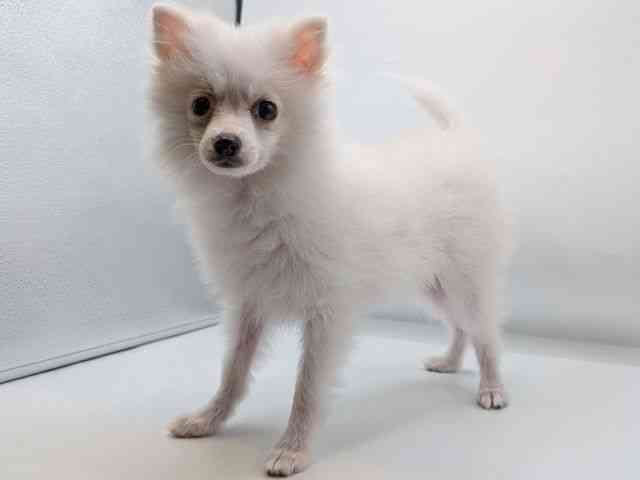 香川県のポメラニアン (ひごペットフレンドリーゆめタウン高松店/2025年6月30日生まれ/男の子/クリーム)の子犬の2枚目の画像