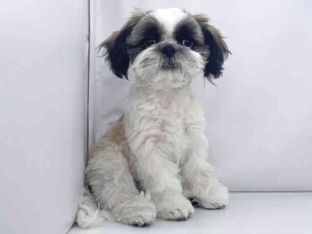 兵庫県のシーズー (ひごペットフレンドリーイオンタウン加古川店/2025年6月30日生まれ/女の子/ゴールドホワイト)の子犬の2枚目の画像