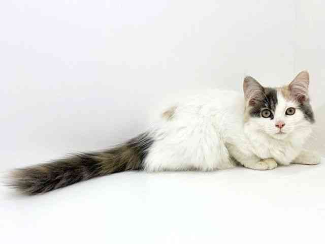 大阪府のサイベリアン (ひごペットフレンドリーいこらもーる泉佐野店/2025年6月28日生まれ/女の子/ダイリュートキャリコ)の子猫の2枚目の画像