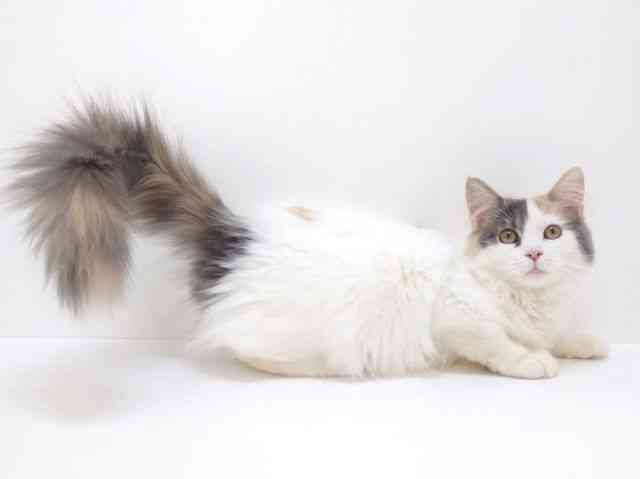 大阪府のサイベリアン (ひごペットフレンドリーいこらもーる泉佐野店/2025年6月28日生まれ/女の子/ダイリュートキャリコ)の子猫の2枚目の画像