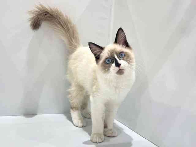 大阪府のラグドール (ひごペットフレンドリーセブンパーク天美店/2025年7月1日生まれ/男の子/シールポイント)の子猫の2枚目の画像