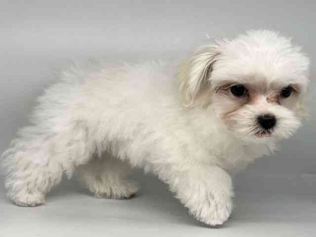 香川県のマルチーズ (ひごペットフレンドリーゆめタウン高松店/2025年7月1日生まれ/女の子/ホワイト)の子犬の2枚目の画像