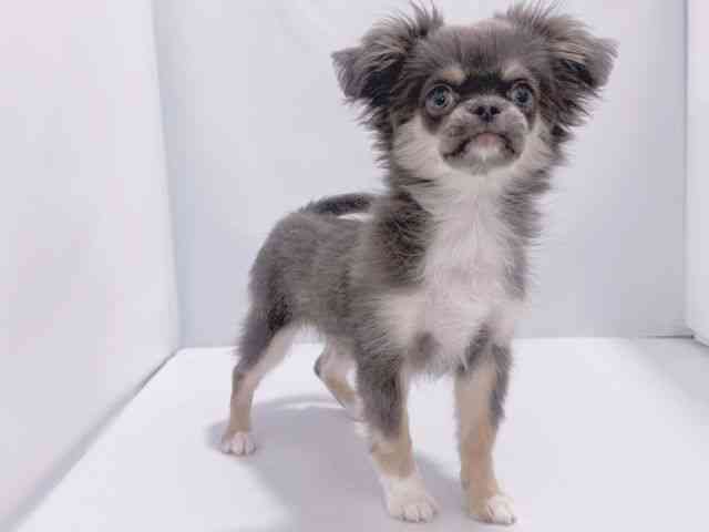 大阪府のチワペキ/ペキチー/ペキチワ(チワワ×ペキニーズ) (ひごペットフレンドリーイズミヤショッピングセンター千里丘店/2025年7月1日生まれ/女の子/ダークグレー＆ホワイト)の子犬の2枚目の画像