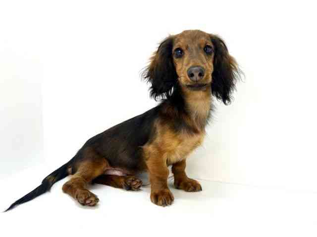 大阪府のミニチュアダックスフンド(ロング) (ひごペットフレンドリーいこらもーる泉佐野店/2025年6月26日生まれ/男の子/レッド)の子犬の2枚目の画像