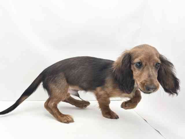 兵庫県のミニチュアダックスフンド(ロング) (ひごペットフレンドリークラウンパーク伊丹店/2025年6月26日生まれ/男の子/レッド)の子犬の2枚目の画像