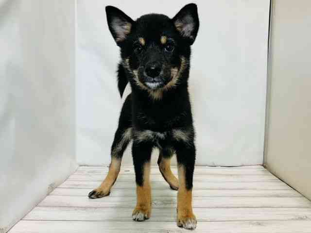 和歌山県の柴犬(標準サイズ) (ひごペットフレンドリーパームシティ和歌山店/2025年6月25日生まれ/女の子/黒)の子犬の2枚目の画像