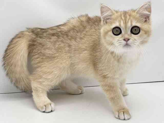 愛知県のブリティッシュショートヘアー (ひごペットフレンドリーヴィアモール アピタ江南西店/2025年7月3日生まれ/女の子/ゴールデンティックドタビー)の子猫の2枚目の画像