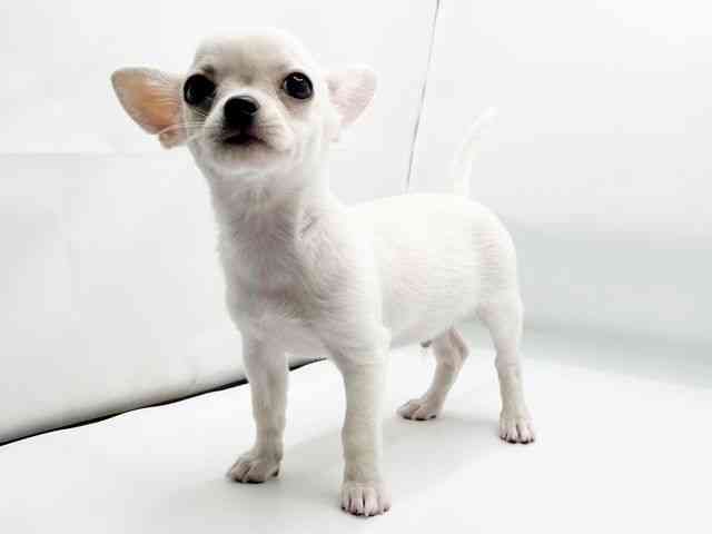 兵庫県のチワワ(スムース) (ひごペットフレンドリーコロワ甲子園店/2025年7月5日生まれ/男の子/クリーム)の子犬の2枚目の画像