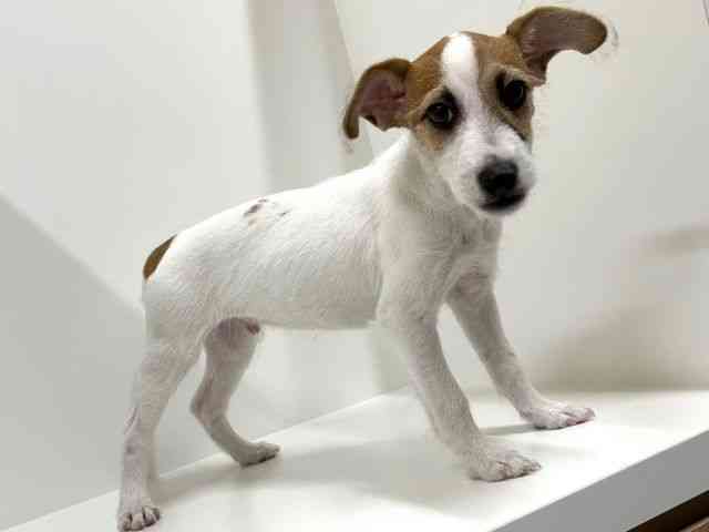 奈良県のジャックラッセルテリア (ひごペットフレンドリーイオンモール橿原ウエスト・ビレッジ店/2025年7月6日生まれ/男の子/ホワイトタン)の子犬の2枚目の画像