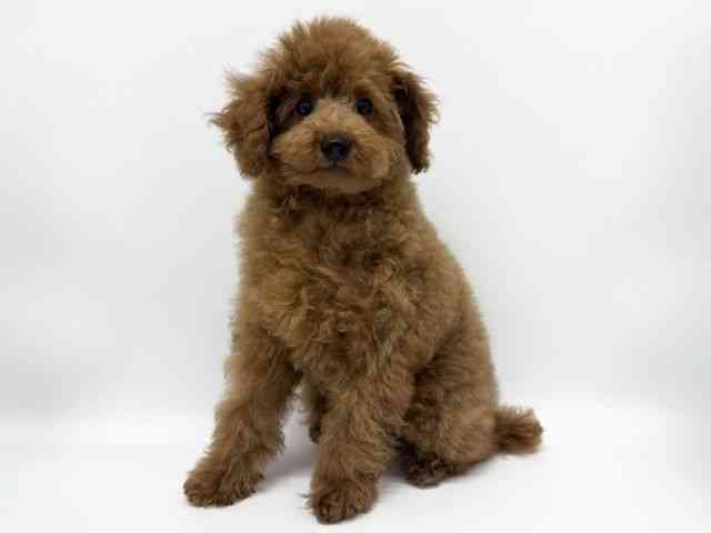 大阪府のトイプードル(トイ) (ひごペットフレンドリー泉ヶ丘店/2025年7月5日生まれ/男の子/レッド)の子犬の2枚目の画像