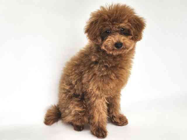 大阪府のトイプードル(トイ) (ひごペットフレンドリー泉ヶ丘店/2025年7月5日生まれ/男の子/レッド)の子犬の2枚目の画像