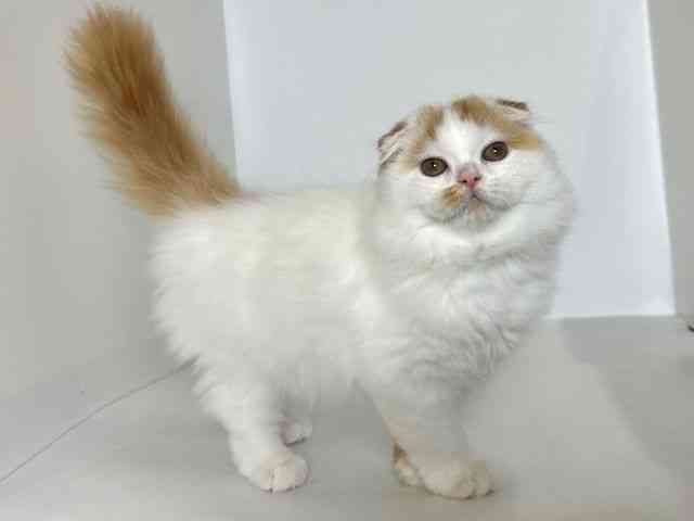 大阪府のスコティッシュフォールド (ひごペットフレンドリーアクロスプラザ住之江店/2025年7月5日生まれ/男の子/レッドタビーホワイト)の子猫の2枚目の画像