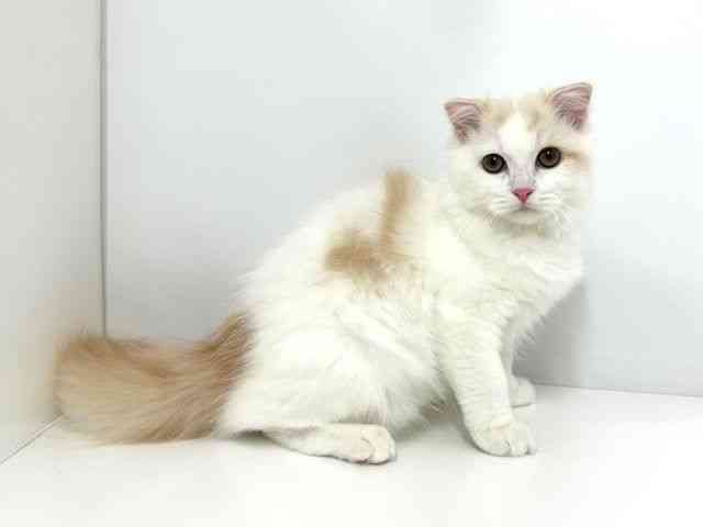 大阪府のスコティッシュフォールド (ひごペットフレンドリーベルファⅡ都島店/2025年7月5日生まれ/男の子/カメオタビーホワイト)の子猫の2枚目の画像