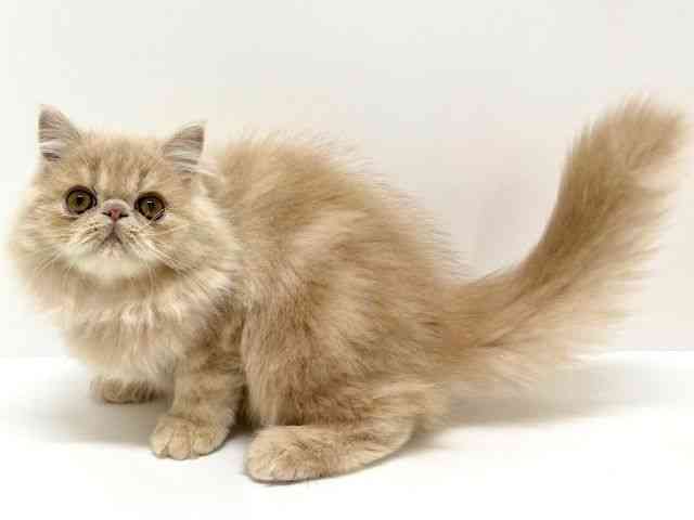 大阪府のエキゾチック (ひごペットフレンドリーくずはモール店/2025年7月4日生まれ/男の子/クリームタビー)の子猫の2枚目の画像