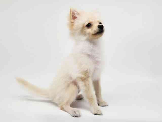 大阪府のポメラニアン (ひごペットフレンドリー泉ヶ丘店/2025年7月6日生まれ/女の子/クリーム)の子犬の2枚目の画像