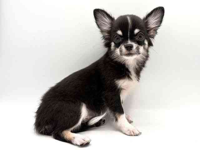 奈良県のチワワ(ロング) (ひごペットフレンドリー田原本店/2025年7月2日生まれ/女の子/ブラックタンホワイト)の子犬の2枚目の画像