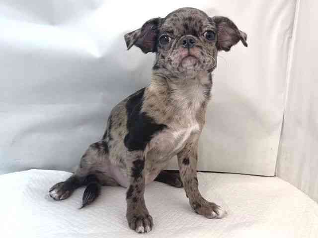 大阪府のチワパグ/パグチー(チワワ×パグ) (ひごペットフレンドリー堺プラットプラット店/2025年7月3日生まれ/女の子/ブルーマール)の子犬の2枚目の画像