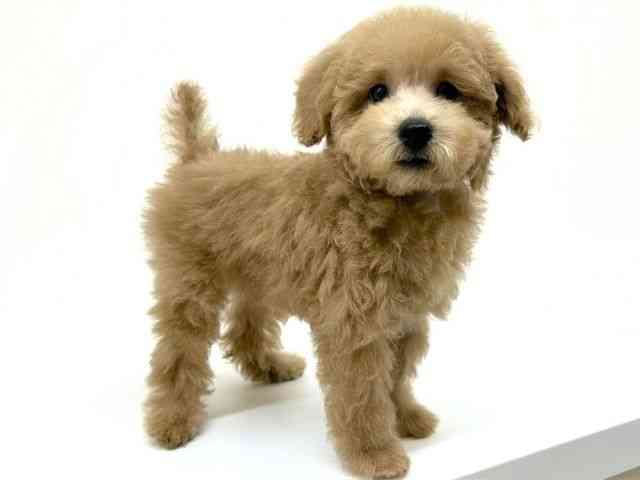 兵庫県のトイプードル(トイ) (ひごペットフレンドリーブルメールHAT神戸店/2025年7月5日生まれ/男の子/アプリコット)の子犬の2枚目の画像