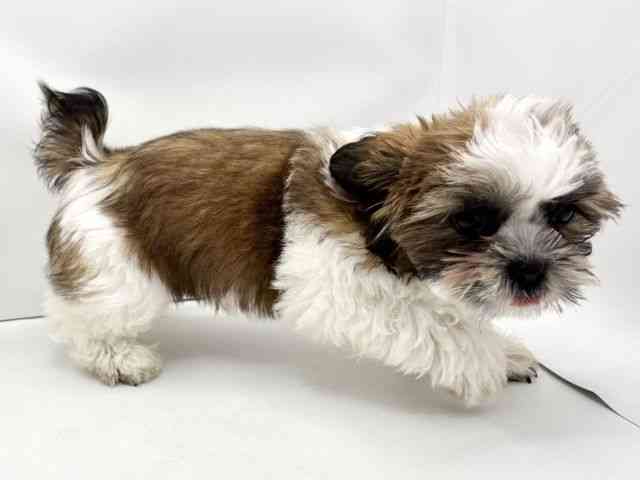 兵庫県のシーズー (ひごペットフレンドリークラウンパーク伊丹店/2025年7月1日生まれ/男の子/ゴールドホワイト)の子犬の2枚目の画像