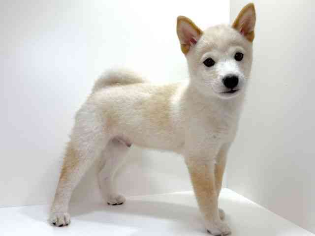 大阪府の柴犬(標準サイズ) (ひごペットフレンドリーイオンそよら海老江店/2025年7月4日生まれ/男の子/白)の子犬の2枚目の画像