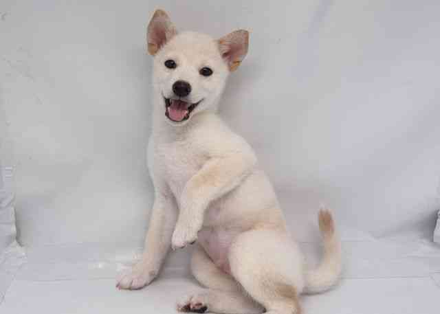 鳥取県の柴犬(標準サイズ) (ひごペットフレンドリーイオンモール鳥取北店/2025年7月4日生まれ/男の子/白)の子犬の2枚目の画像