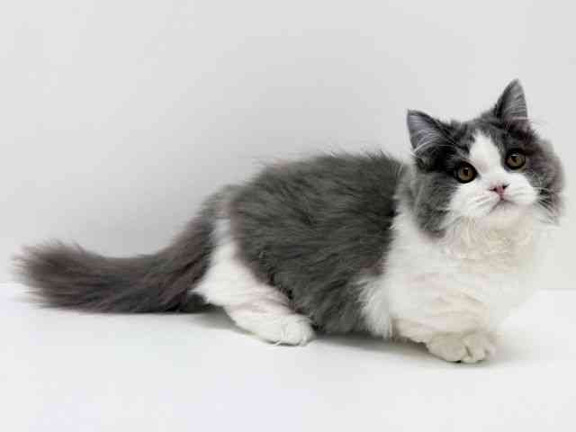 大阪府のマンチカン (ひごペットフレンドリーくずはモール店/2025年7月5日生まれ/男の子/ブルータビーホワイト)の子猫の2枚目の画像