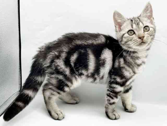 奈良県のアメリカンショートヘアー (ひごペットフレンドリートナリエ大和高田店/2025年7月6日生まれ/男の子/シルバータビー)の子猫の2枚目の画像