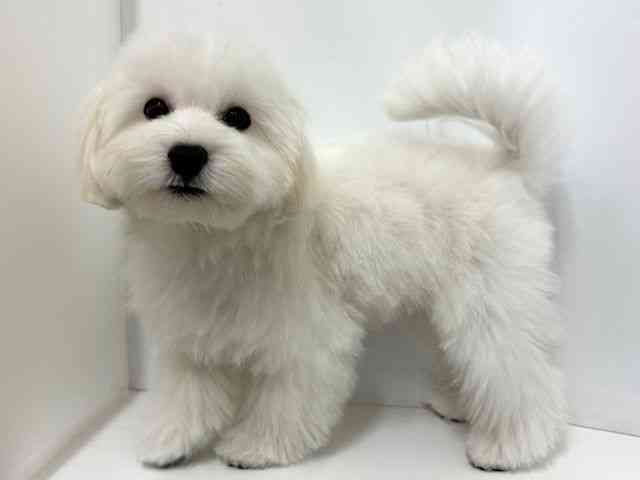 大阪府のハーフ犬・ミックス犬 (ひごペットフレンドリーベルファⅡ都島店/2025年7月4日生まれ/男の子/ホワイト)の子犬の2枚目の画像