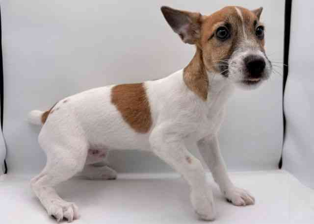 島根県のジャックラッセルテリア (ひごペットフレンドリーイオン松江ショッピングセンター店/2025年7月6日生まれ/男の子/タンホワイト)の子犬の2枚目の画像