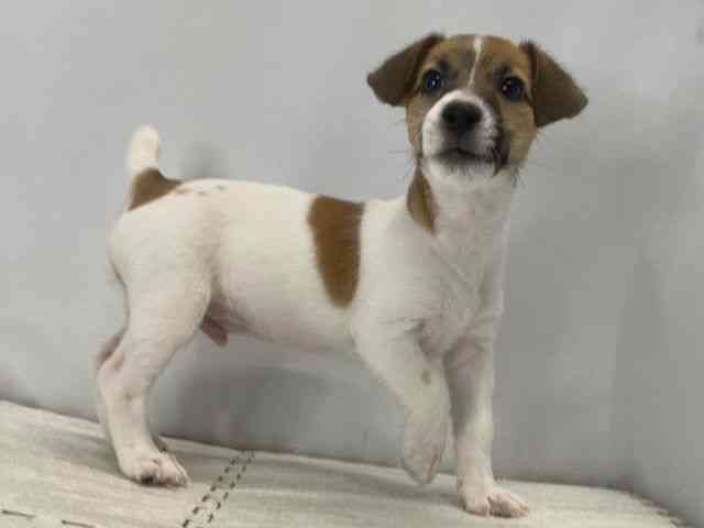 島根県のジャックラッセルテリア (ひごペットフレンドリーイオン松江ショッピングセンター店/2025年7月6日生まれ/男の子/タンホワイト)の子犬の2枚目の画像