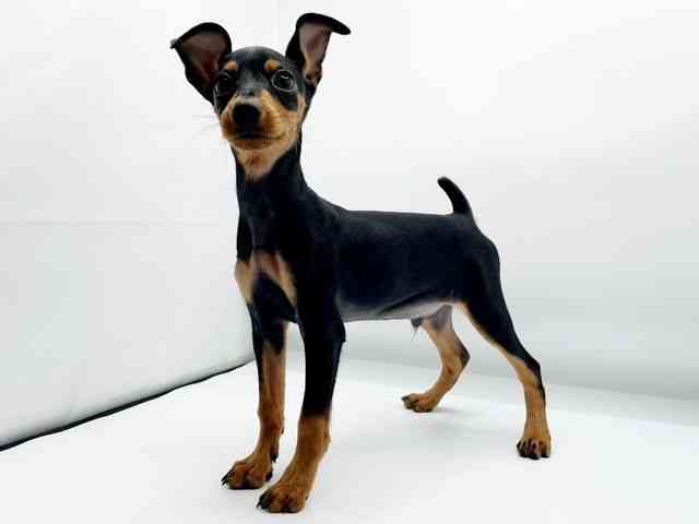 兵庫県のミニチュアピンシャー (ひごペットフレンドリーコロワ甲子園店/2025年7月4日生まれ/男の子/ブラックタン)の子犬の2枚目の画像