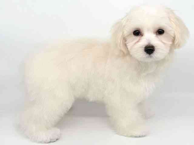 大阪府のハーフ犬・ミックス犬 (ひごペットフレンドリー瓜破店/2025年7月5日生まれ/女の子/クリーム)の子犬の2枚目の画像