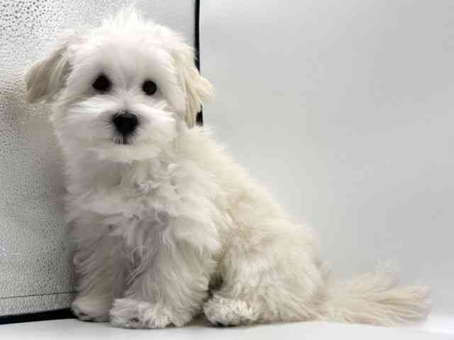 愛知県のハーフ犬・ミックス犬 (ひごペットフレンドリープライムツリー赤池店/2025年7月4日生まれ/男の子/ホワイト)の子犬の2枚目の画像