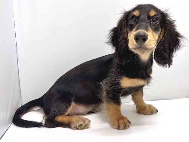 奈良県のミニチュアダックスフンド(ロング) (ひごペットフレンドリー奈良パワーシティ店/2025年7月6日生まれ/男の子/ブラックタン)の子犬の2枚目の画像