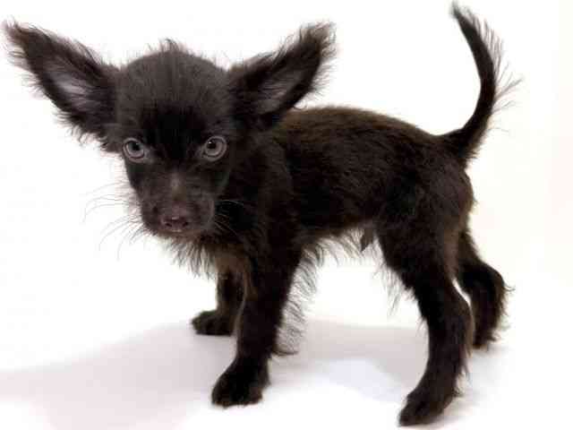 大阪府のチワプー/プーチー(チワワ×プードル) (ひごペットフレンドリーイオンそよら海老江店/2025年7月5日生まれ/男の子/ブラック)の子犬の2枚目の画像