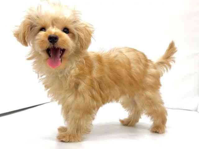 大阪府のハーフ犬・ミックス犬 (ひごペットフレンドリーイオンタウン茨木太田店/2025年7月5日生まれ/男の子/アプリコット)の子犬の2枚目の画像