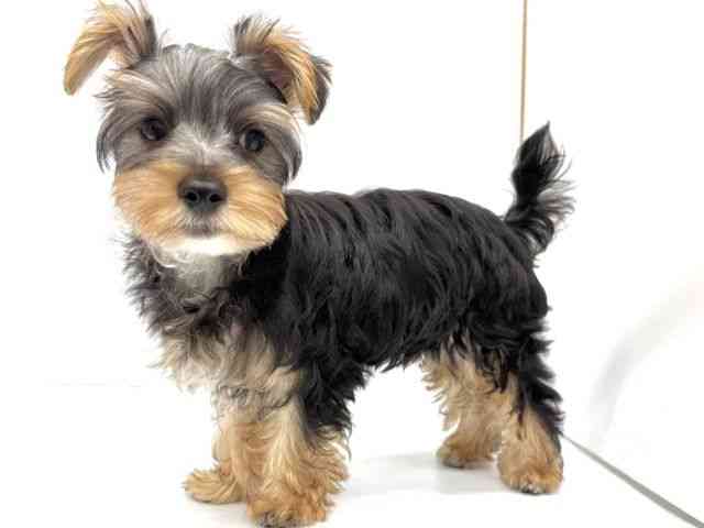 大阪府のヨークシャーテリア (ひごペットフレンドリーイオンタウン茨木太田店/2025年7月6日生まれ/男の子/スチールブルータン)の子犬の2枚目の画像