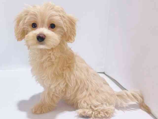 大阪府のマルプー(マルチーズ×プードル) (ひごペットフレンドリーイズミヤショッピングセンター千里丘店/2025年7月3日生まれ/男の子/クリーム)の子犬の2枚目の画像