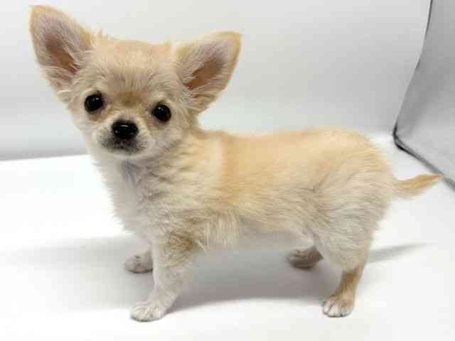 大阪府のチワワ(ロング) (ひごペットフレンドリーイオンタウン豊中庄内店/2025年7月3日生まれ/女の子/クリーム)の子犬の2枚目の画像