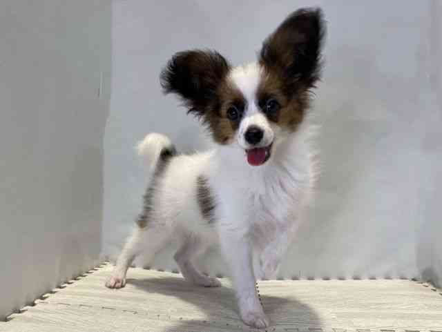 鳥取県のパピヨン (ひごペットフレンドリーイオンモール鳥取北店/2025年7月6日生まれ/男の子/ホワイトセーブル)の子犬の2枚目の画像