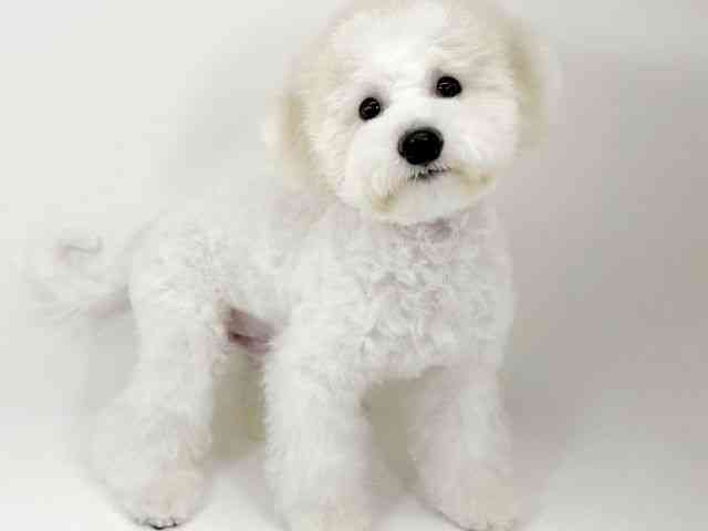 京都府のビションフリーゼ (ひごペットフレンドリーイズミヤショッピングセンター八幡店/2025年7月5日生まれ/男の子/ホワイト)の子犬の2枚目の画像