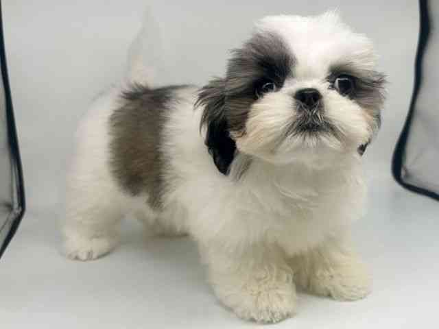 大阪府のシーズー (ひごペットフレンドリー瓜破店/2025年6月29日生まれ/男の子/ホワイトゴールド)の子犬の2枚目の画像