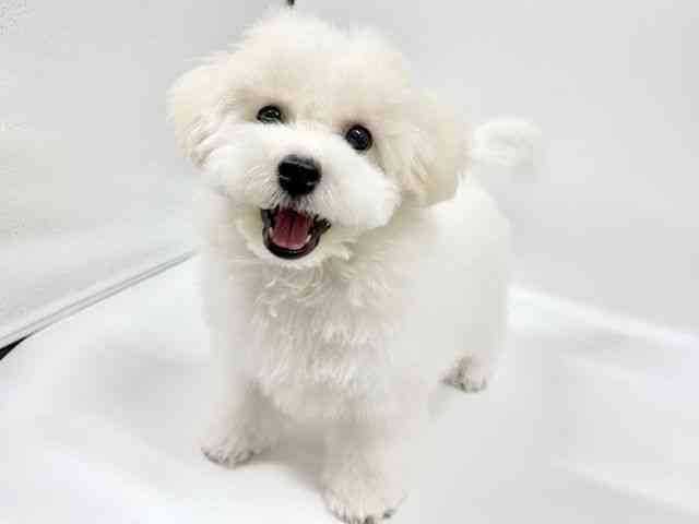 大阪府のビションフリーゼ (ひごペットフレンドリーイオンタウン豊中庄内店/2025年7月6日生まれ/男の子/ホワイト)の子犬の2枚目の画像